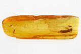 Fossil Ant-Like Leaf Beetle and Caddisfly in Baltic Amber #335673-1